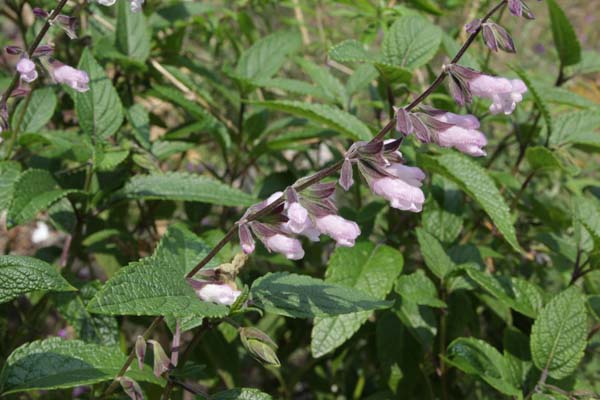 Salvia 'Waverly'