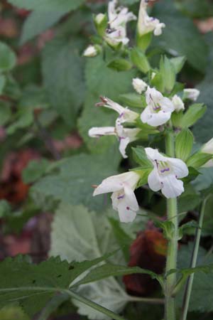 Salvia yunannensis