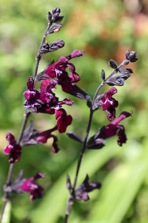 Salvia 'Zwartknop'