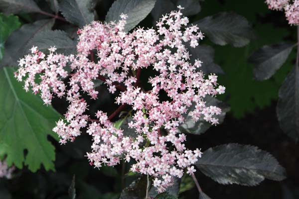 Sambucus nigra 'Thundercloud'