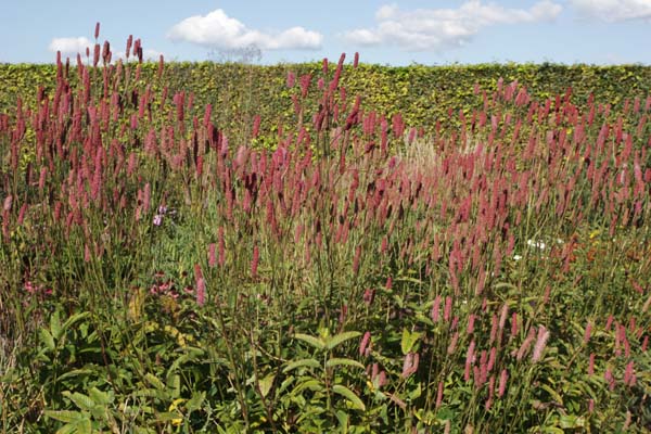 Sanguisorba 'Blackthorn'