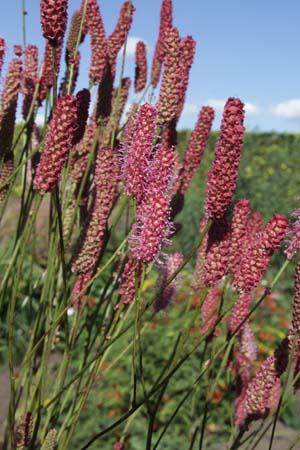 Sanguisorba 'Blackthorn'