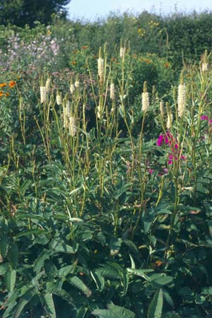 Sanguisorba canadensis