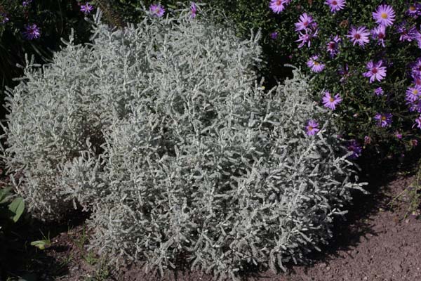 Santolina chamaecyparissus 'Lambrook Silver'