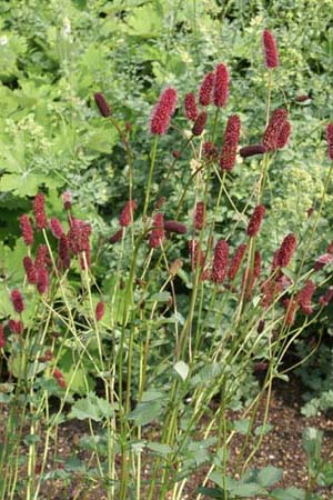 Sanguisorba menziesii