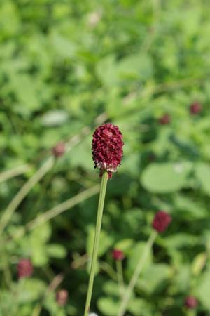 Sanguisorba officinalis 'Tanna'