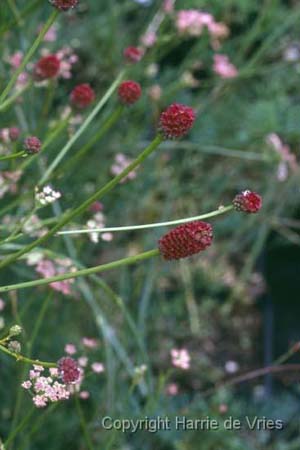 Sanguisorba officinalis 'Tanna'