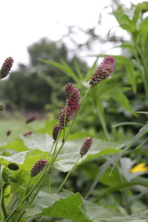 Sanguisorba parviflora