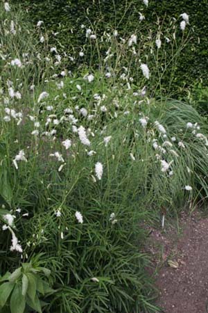 Sanguisorba parviflora 'Alba'