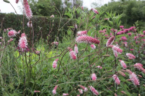 Sanguisorba 'Raspberry Mivvi'