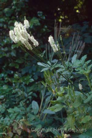 Sanguisorba tenuifolia 'Alba'