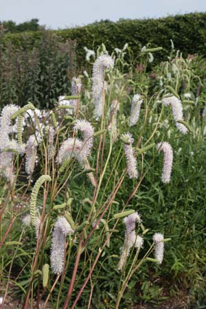 Sanguisorba 'White Brushes'