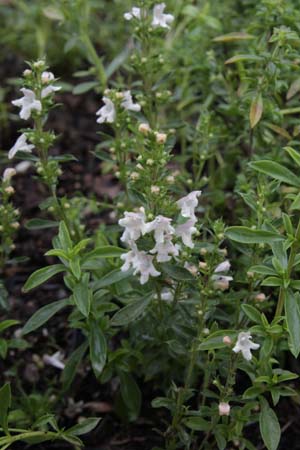 Satureja montana 'Aromakugel'