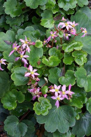 Saxifraga fortunei 'Momosekisui'