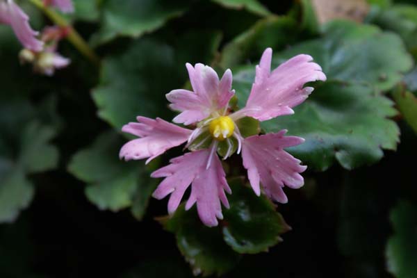 Saxifraga fortunei 'Yunagi'