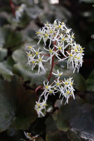 Saxifraga fortunei 'Rubrifolia'