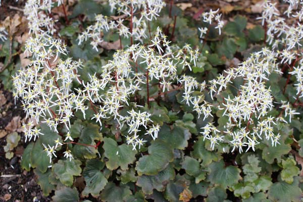 Saxifraga fortunei 'Rubrifolia'