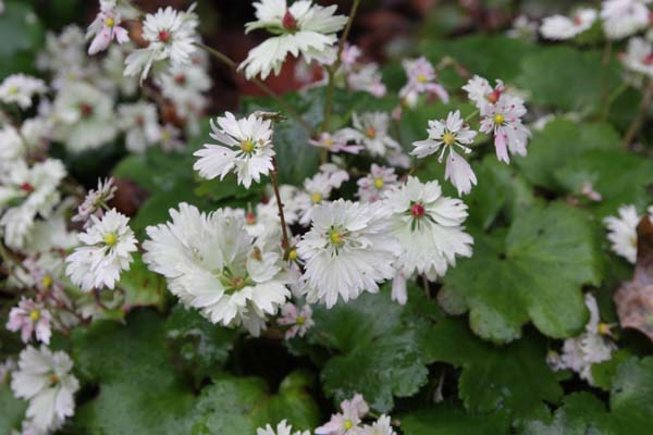 Saxifraga fortunei 'Tanz des Kranichs'