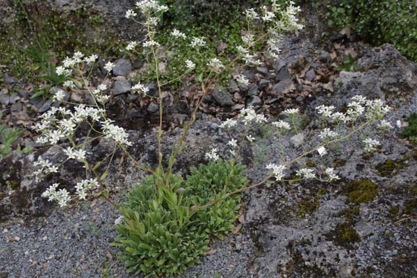 Saxifraga hostii