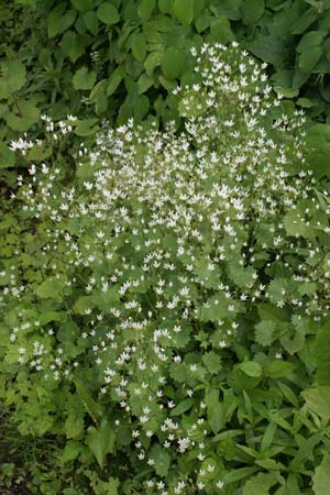 Saxifraga rotundifolia