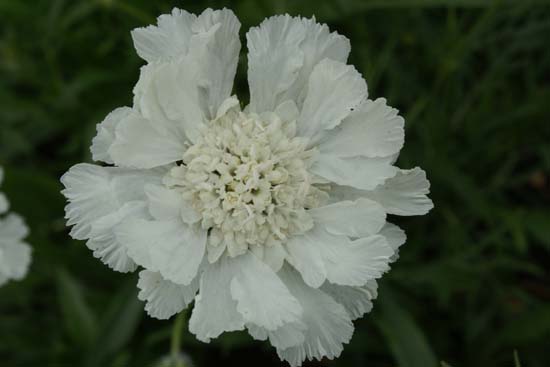 Scabiosa caucasica 'Miss Willmott'