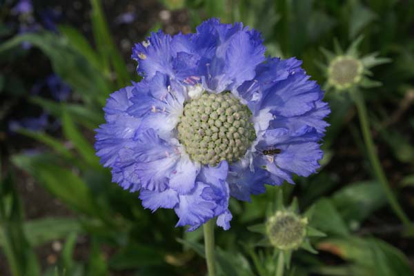 Scabiosa caucasica 'Stäfa'