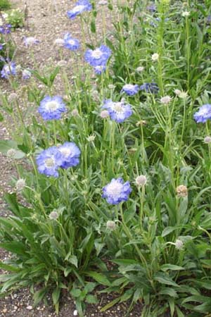 Scabiosa caucasica 'Stäfa'