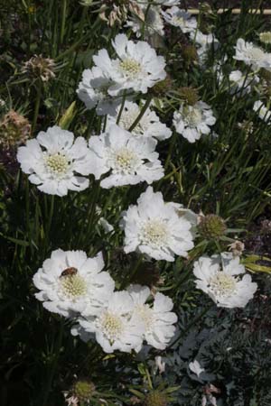 Scabiosa caucasica 'Miss Willmott'