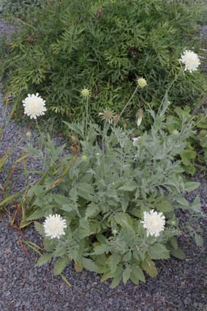 Scabiosa colchica