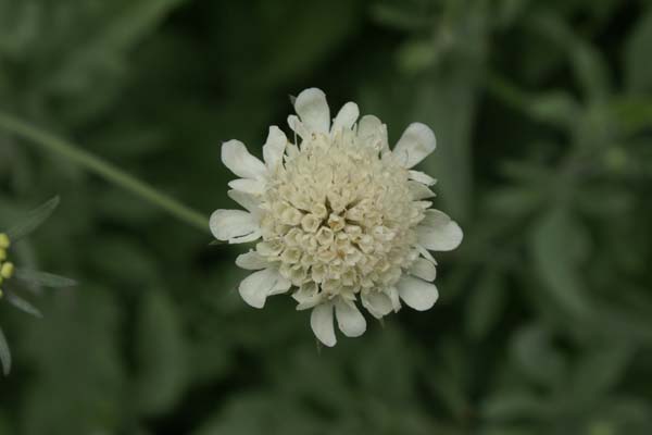 Scabiosa colchica