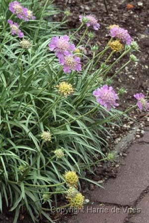 Scabiosa graminifolium