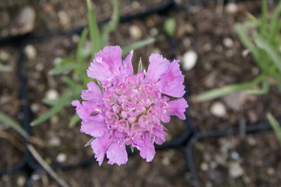 Scabiosa graminifolium