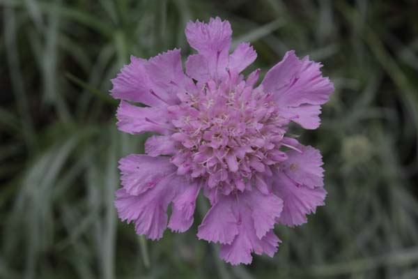 Scabiosa graminifolium 'Pincushion'