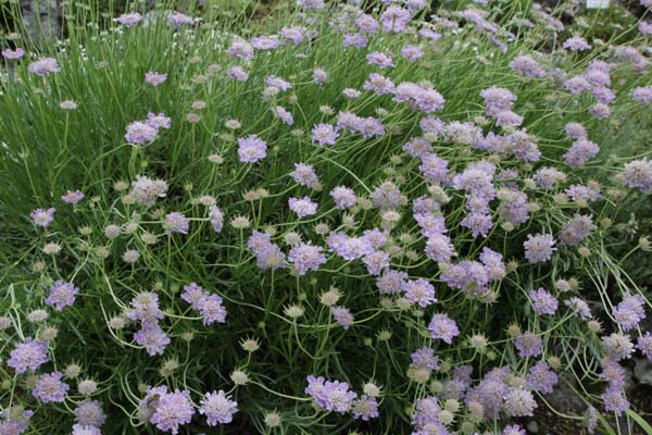 Scabiosa graminifolium