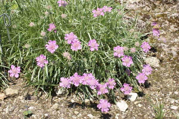 Scabiosa graminifolium 'Pincushion'