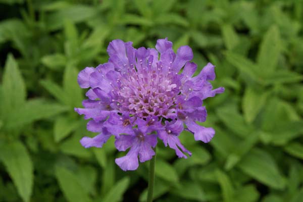 Scabiosa 'Vivid Violet'