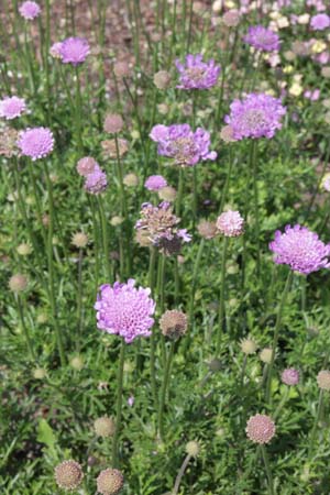 Scabiosa 'Vivid Violet'