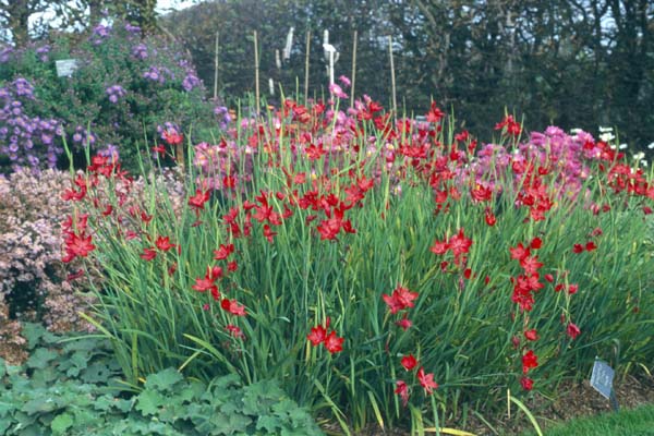 SCHIZOSTYLIS coccinea 'Major'