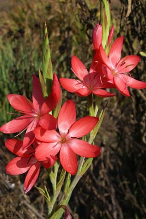 SCHIZOSTYLIS coccinea 'Elburton Glow'