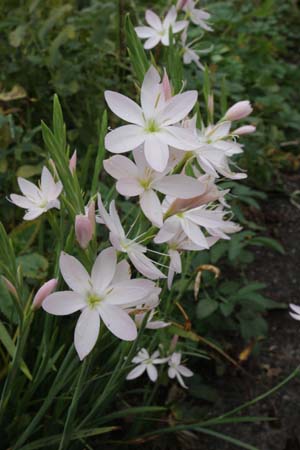 SCHIZOSTYLIS coccinea 'Pink Princess'