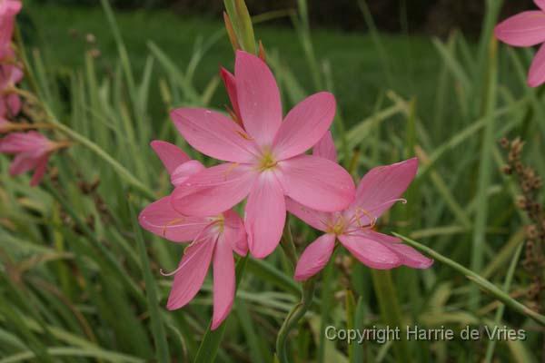 SCHIZOSTYLIS coccinea 'Tambara'