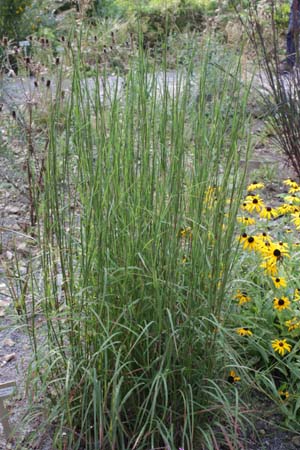 SCHIZACHYRIUM scoparius 'Cairo'