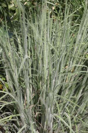 SCHIZACHYRIUM scoparius 'Ha Ha Tonka'