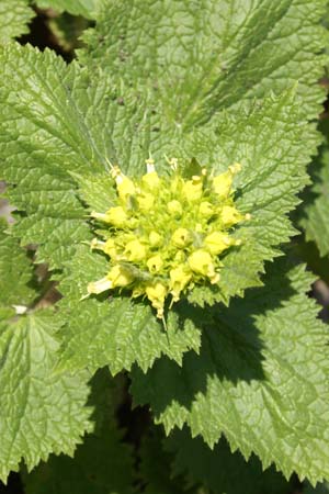 Scrophularia vernalis