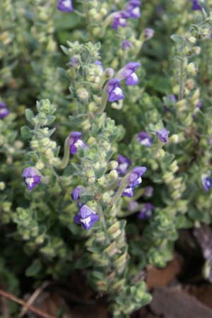 Scutellaria amabilis