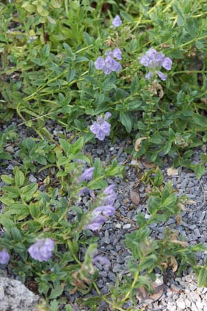 Scutellaria hypericifolia