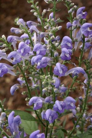 SCUTELLARIA incana