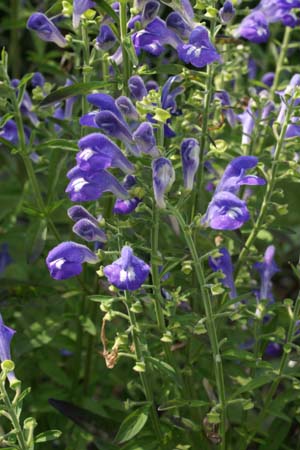 SCUTELLARIA integrifolia