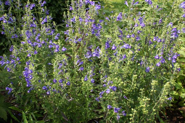 Scutellaria integrifolia