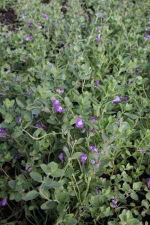 Scutellaria resinosa 'Smoky Hills'